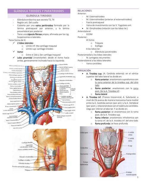 Glándula tiroides y paratiroides