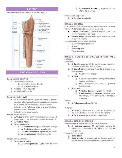 Esófago, irrigación e inervación del cuello