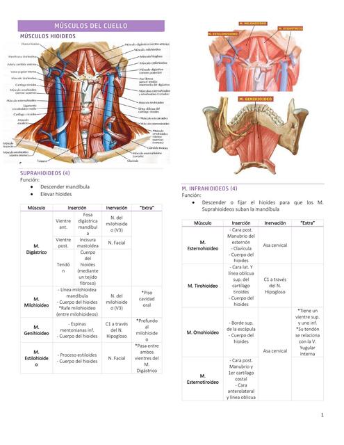 Miología de cuello