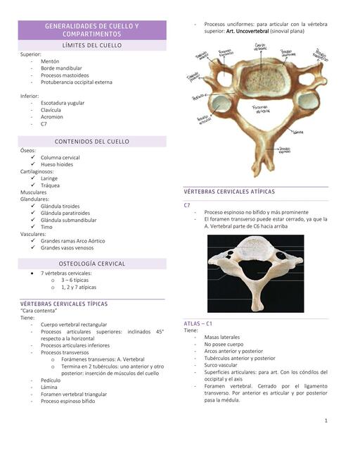 Cuello - Generalidades, osteología, art. y lig. del cuello