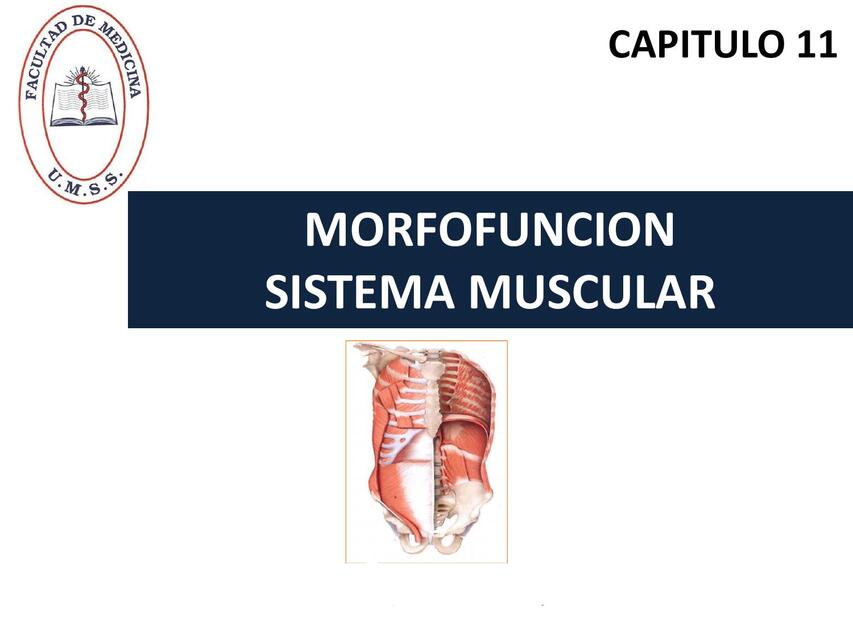 Tema SISTEMA MUSCULAR - PROPE UMSS