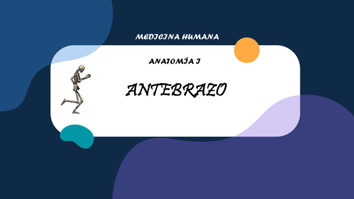 ANTEBRAZO