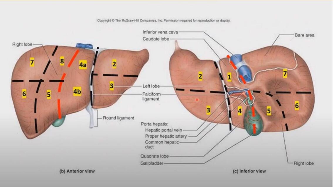 ANATOMIA DEL HIGADO 3