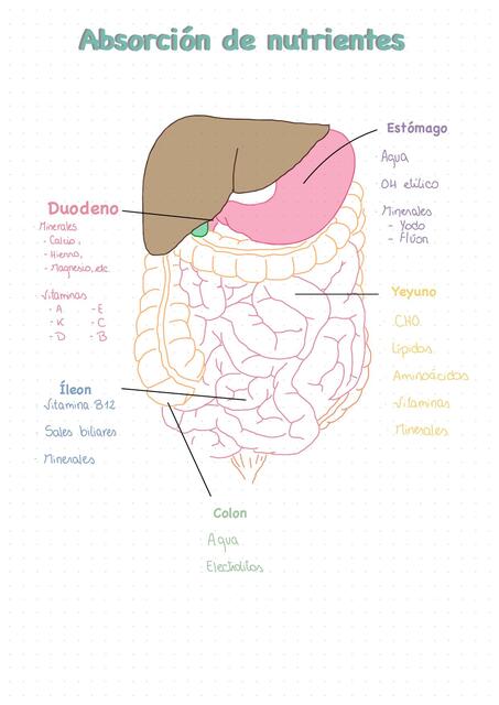 Absorción de nutrientes