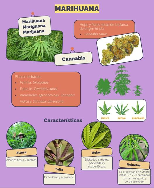 Características de la marihuana