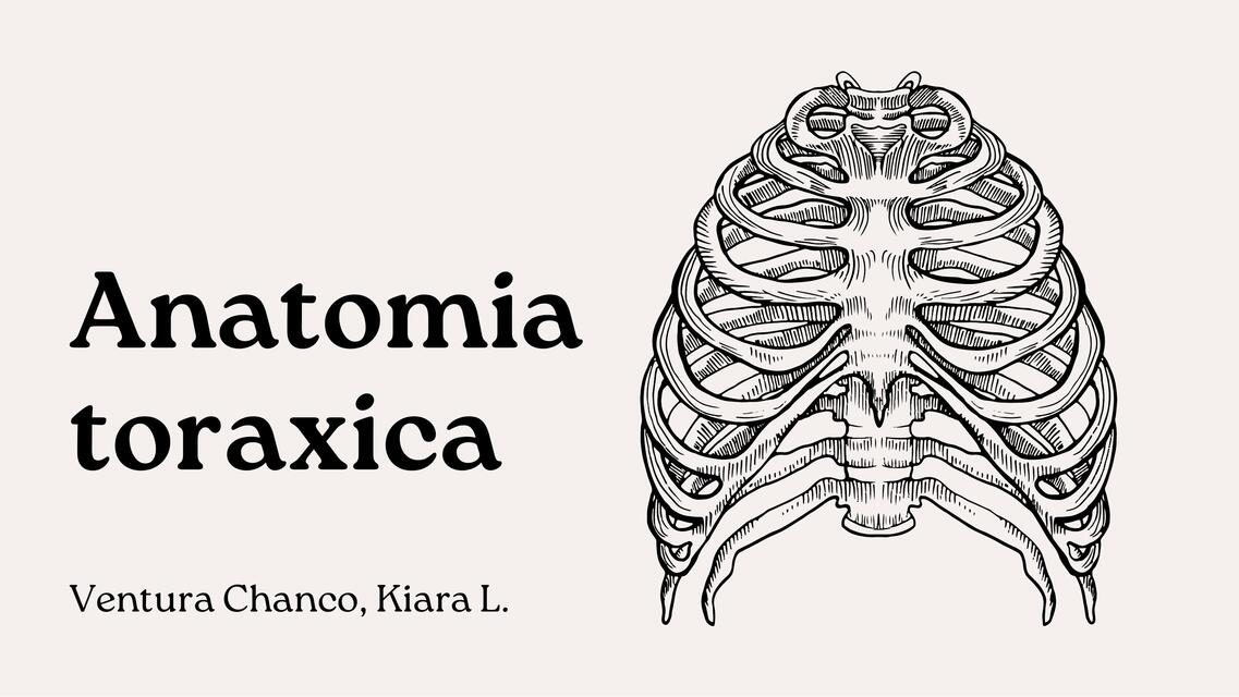 Anatomia toraxica