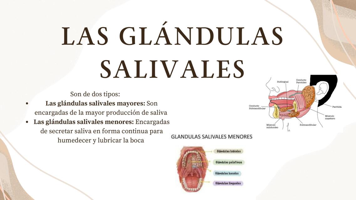 Las glándulas salivales