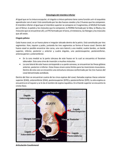 ANATOMIA RESUMEN COMPLETO MIEMBRO INFERIOR