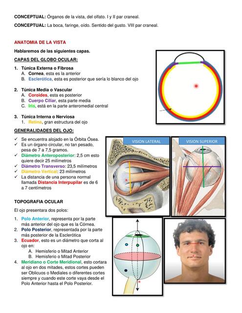 ANATOMIA DE LA VISTA docx r.e