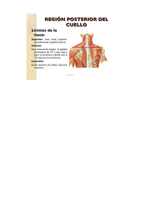 Musculos de la nuca y nervios TERMINADO