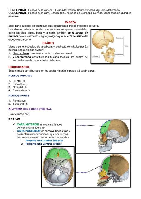 Anatomia cabeza docx R.e