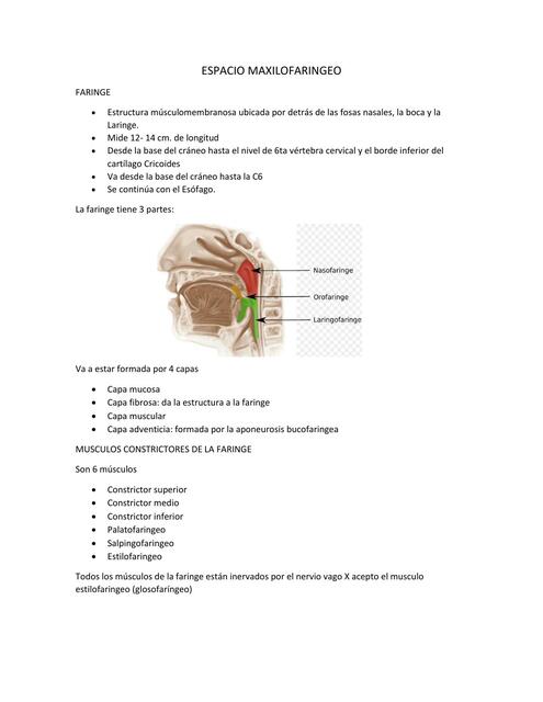 ESPACIO MAXILOFARINGEO .R.e