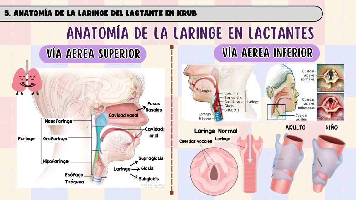 Anatomía de la laringe en lactantes