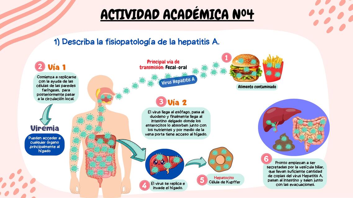 fisiopatología de la hepatitis A parte 1