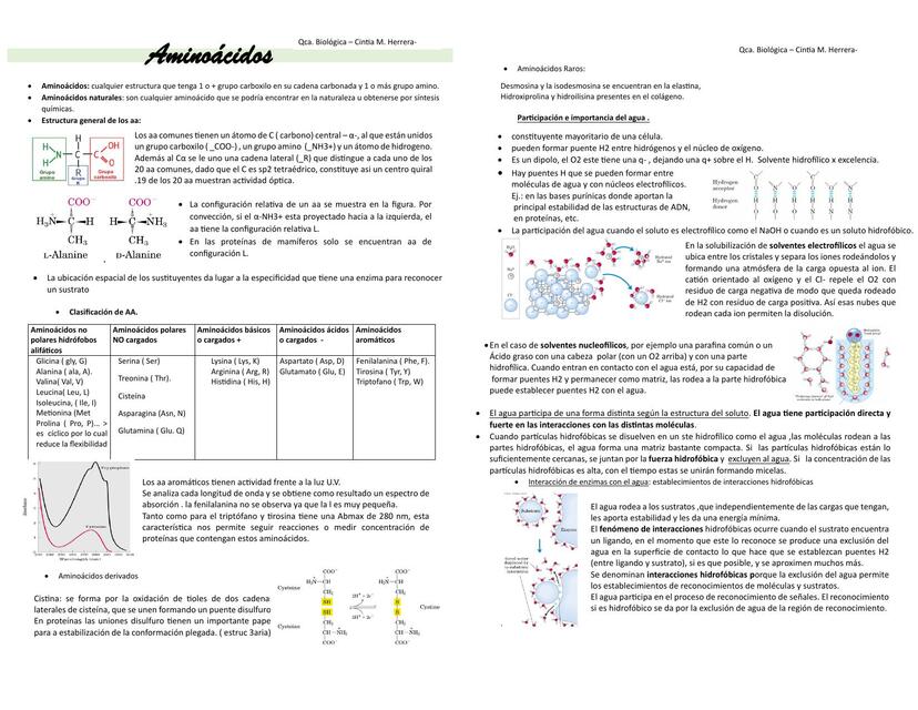 aminoacidos