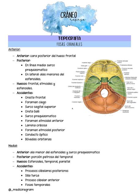 Topografia Huesos y foramenes del craneo | Cráneo | Anatomía general ...