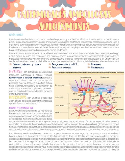 Enfermedades ampollosas autoinmune