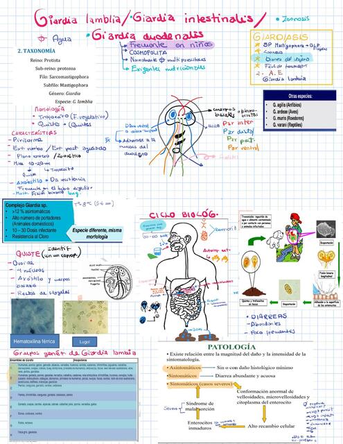 Giardiosis