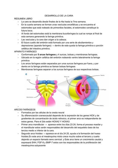 EMBRIOLOGI A DE LA CARA 2