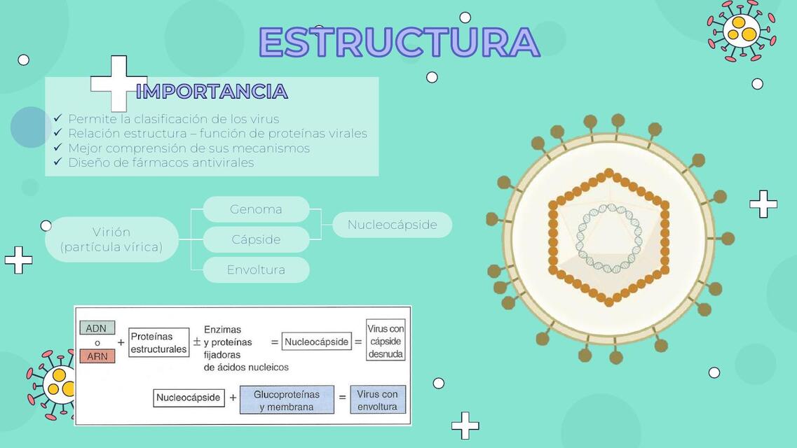 3 ESTRUCTURA VIRAL