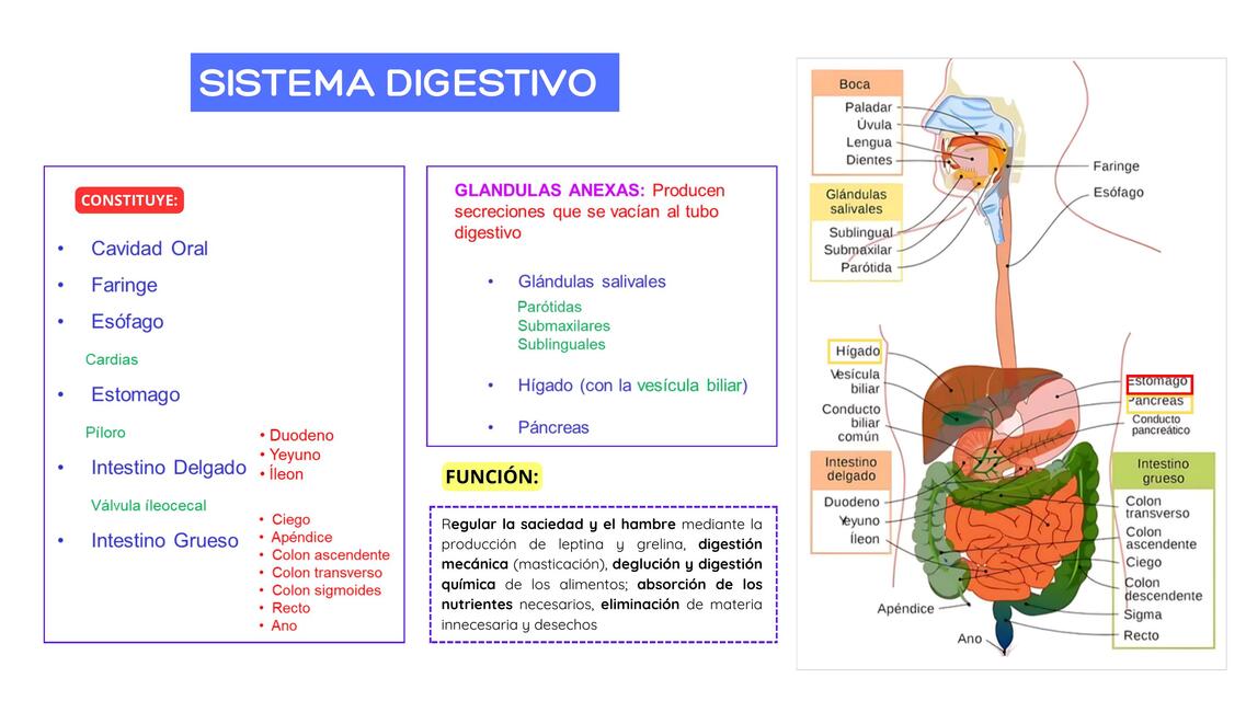 Sistema digestivo 