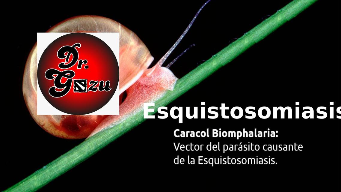 Esquistosomiasis original