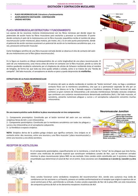 Excitación y contracciones musculares