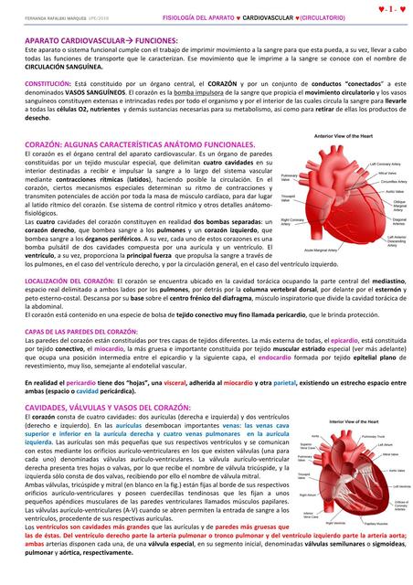 Fisiología del aparato cardiovascular