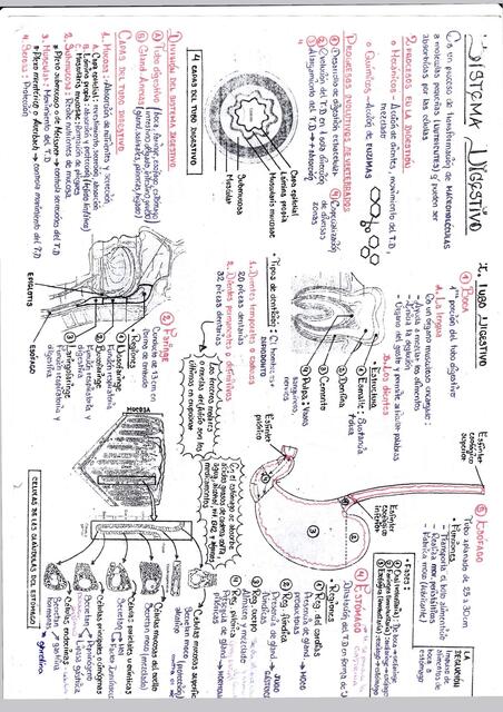 RESUMENES DE ANATOMÍA!