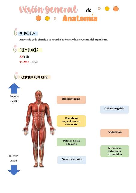 ANATOMÍA GENERAL