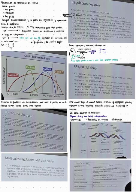 Regulación de Ciclo Celular y Reparación ADN