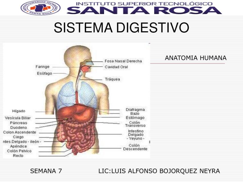 SEMANA 7 SISTEMA DIGESTIVO