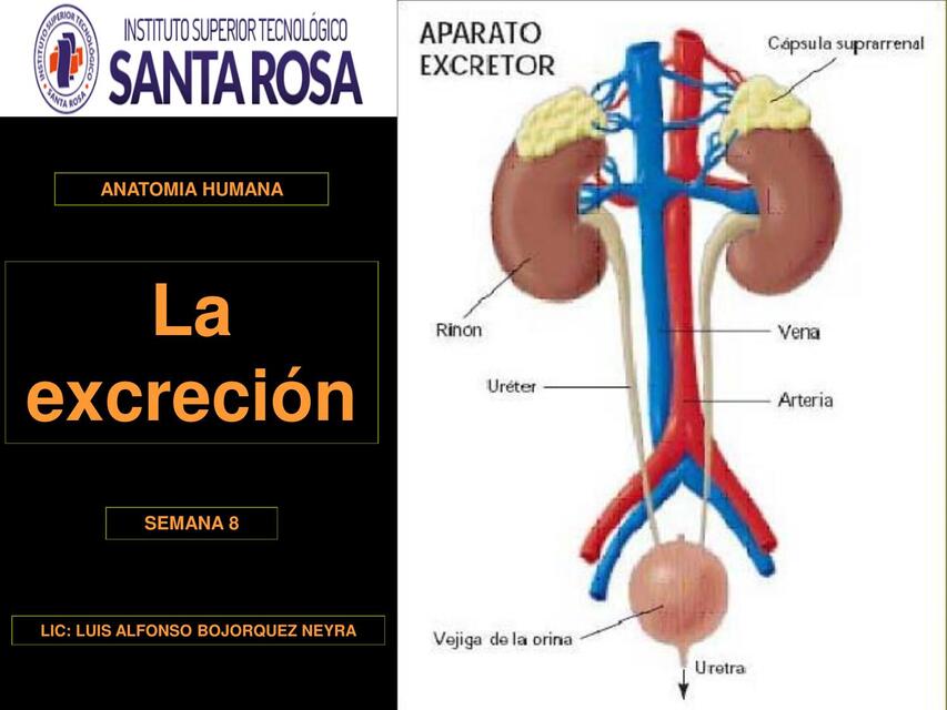 SEMANA 8 La excreción