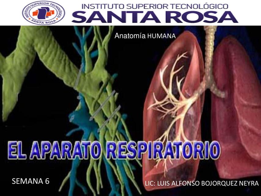 SEMANA 6 SISTEMA RESPIRATORIO