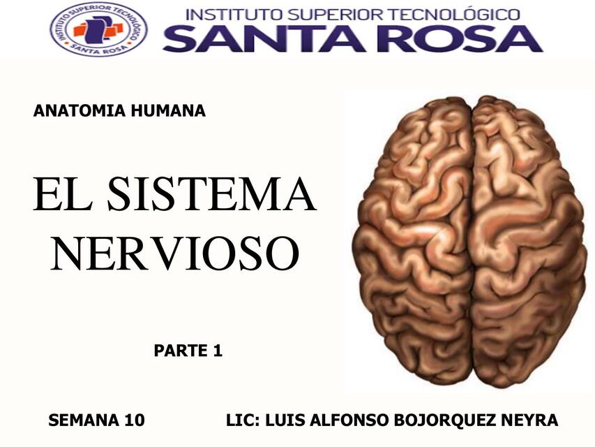 SEMANA 10 EL SISTEMA NERVIOSO