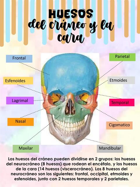 Anatomía de Huesos del cráneo y cara