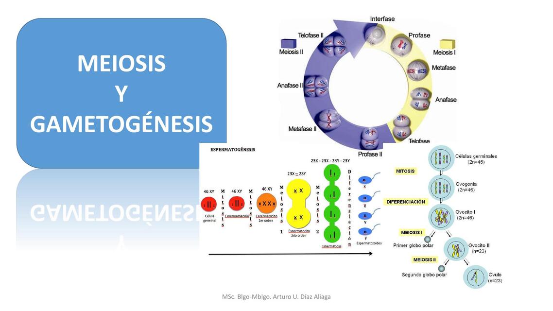 CLASE Meiosis 8