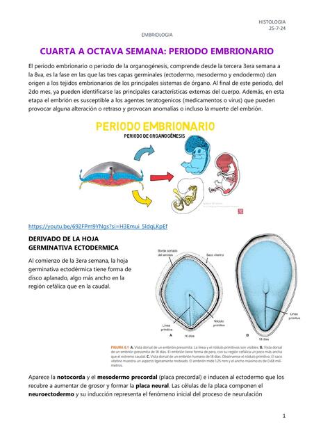 CUARTA A OCTAVA SEMANA- Periodo embrionario