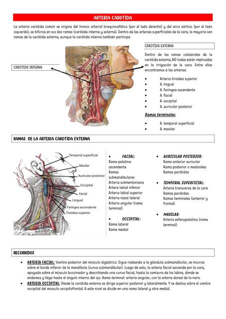 ARTERIA CAROTIDA