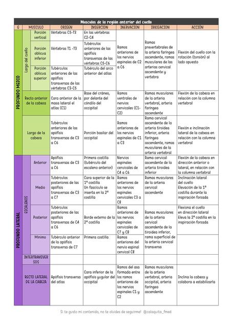 Musculos de la region anterior del cuello