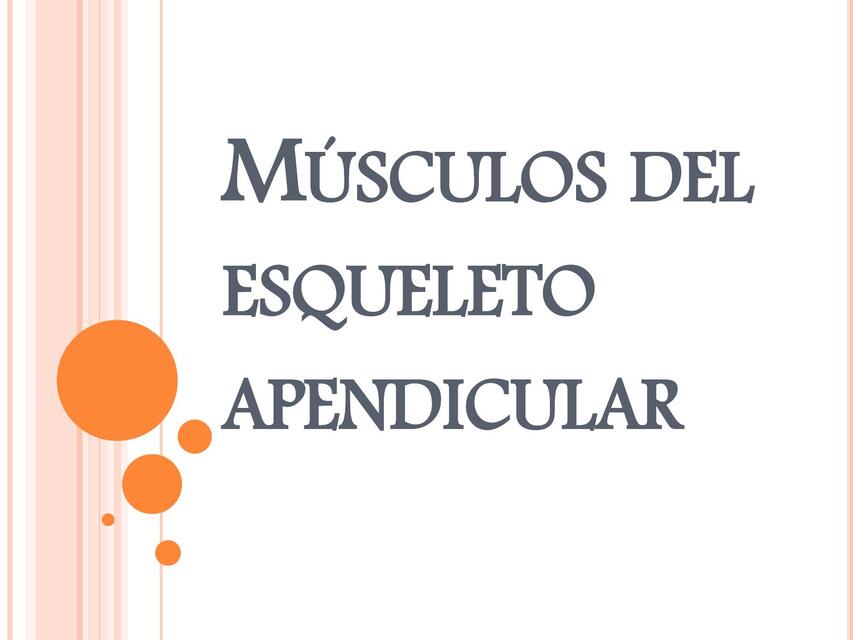 Músculos del esqueleto apendicular