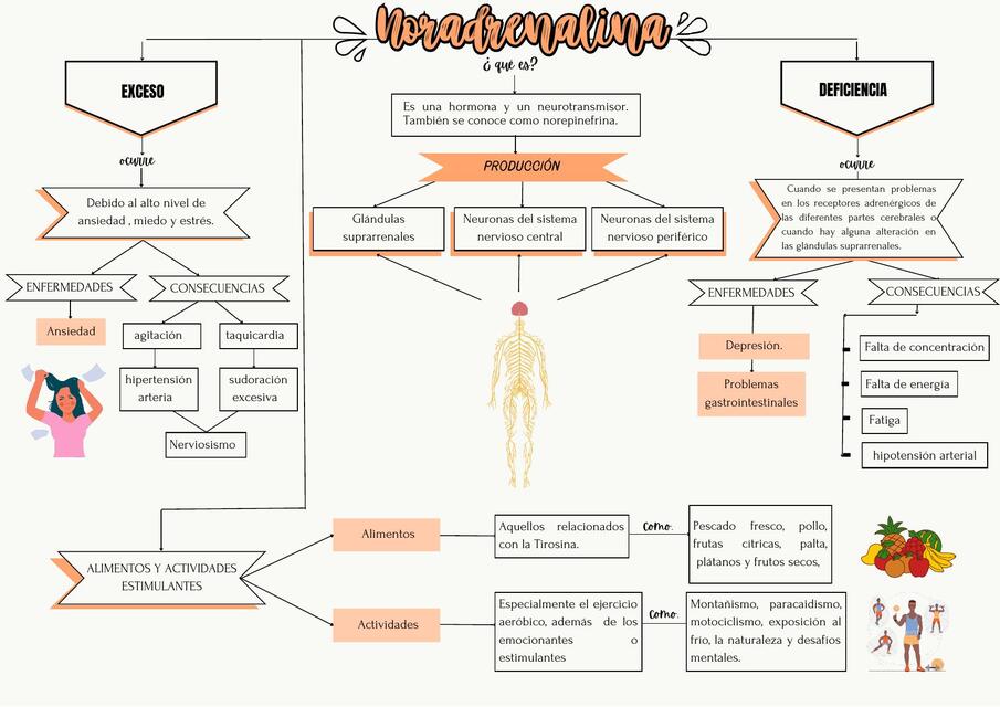 Organizador Grafico de noradrenalina