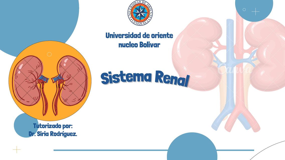 Examen Funcional del Sistema Renal