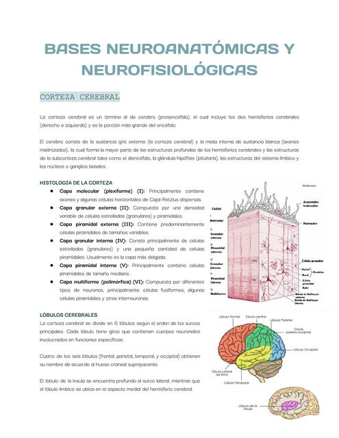 BASES NEUROANATÓMICAS Y NEUROFISIOLÓGICAS