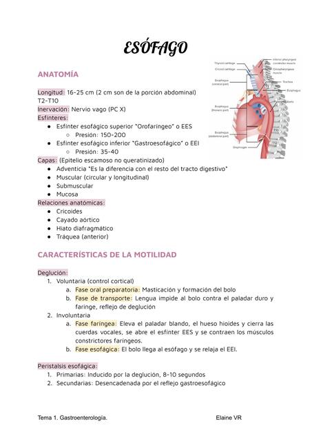 ANATOMÍA DEL ESÓFAGO Y ALTERACIONES