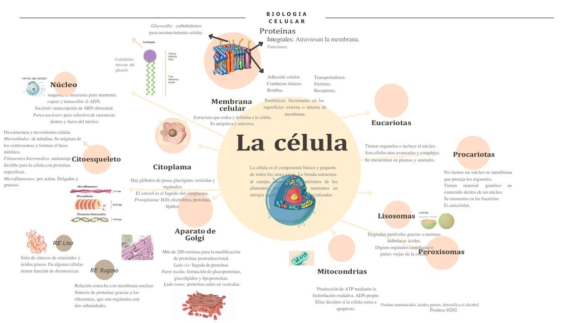 COMPOSICIÓN QUIMICA DE LA CÉLULA