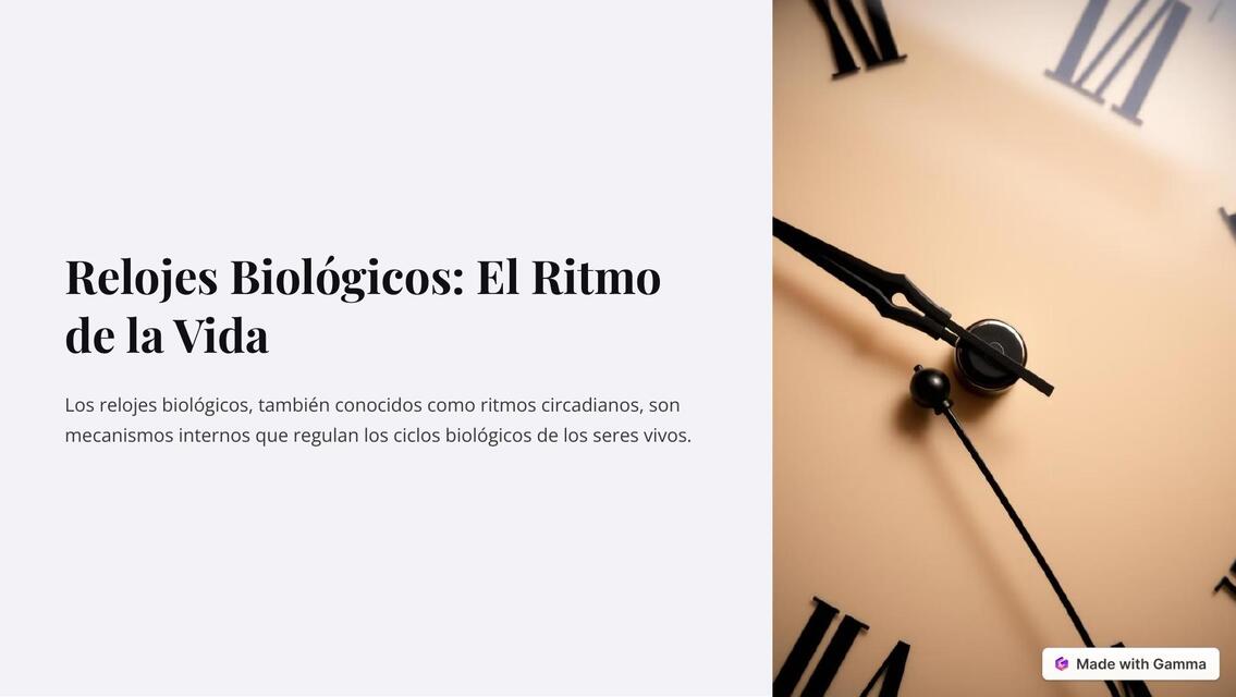 Relojes Biologicos El Ritmo de la Vida