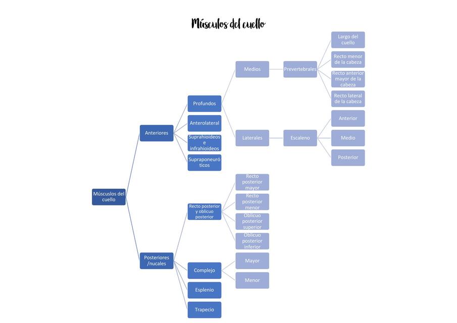 Esquema músculos del cuello