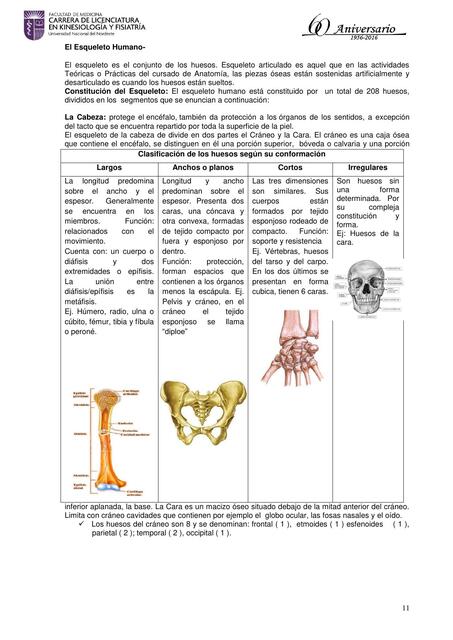 Esqueleto humano