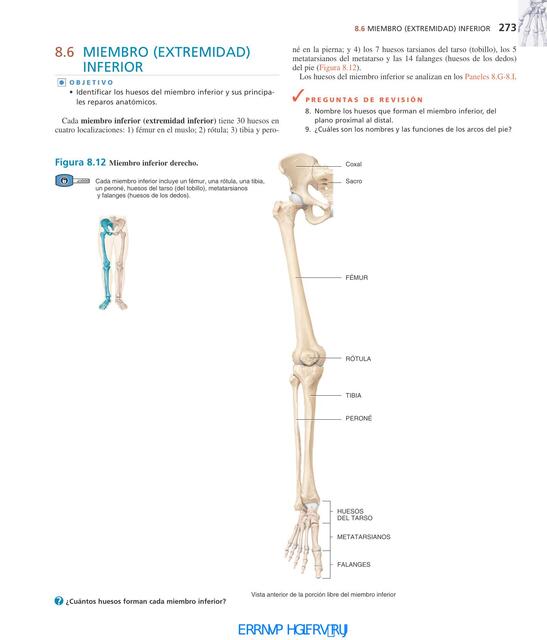 Miembro extremidad inferior